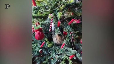 É guerra tra il gatto e l’Albero di Natale | Video