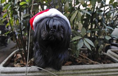 I Regali di Natale per i nostri amici cani