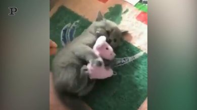 Gatto geloso abbraccia il suo peluche| Video