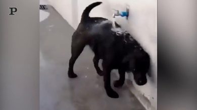 Un cane che si fa la doccia da solo | Video