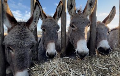 L’asino amiatino, una specie da salvare