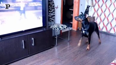 Cane come Michael Jackson: fa moonwalk sulle note di “Billie Jean” |Video