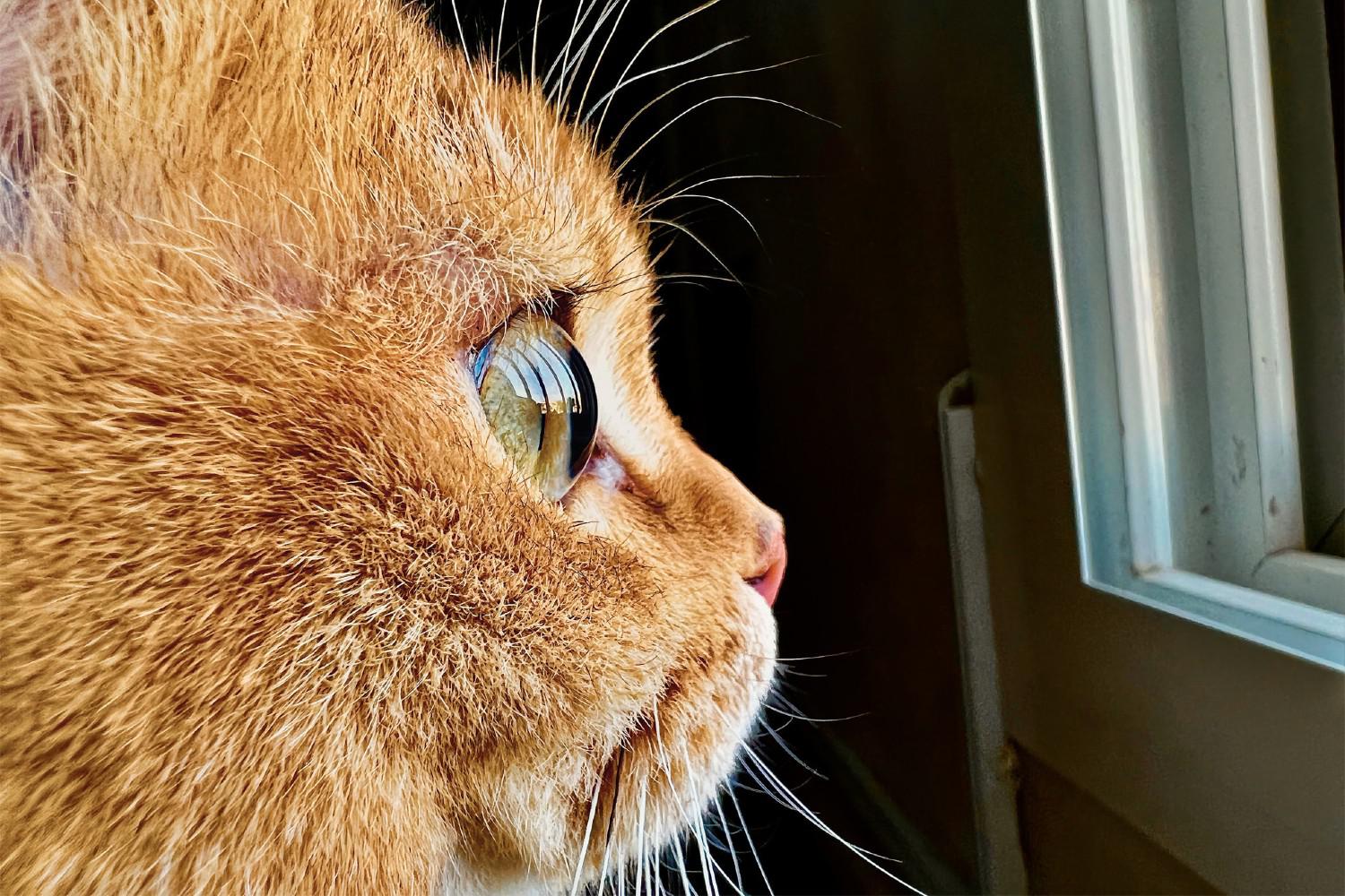 Apple cerca e premia le migliori foto macro scattate con l’iPhone