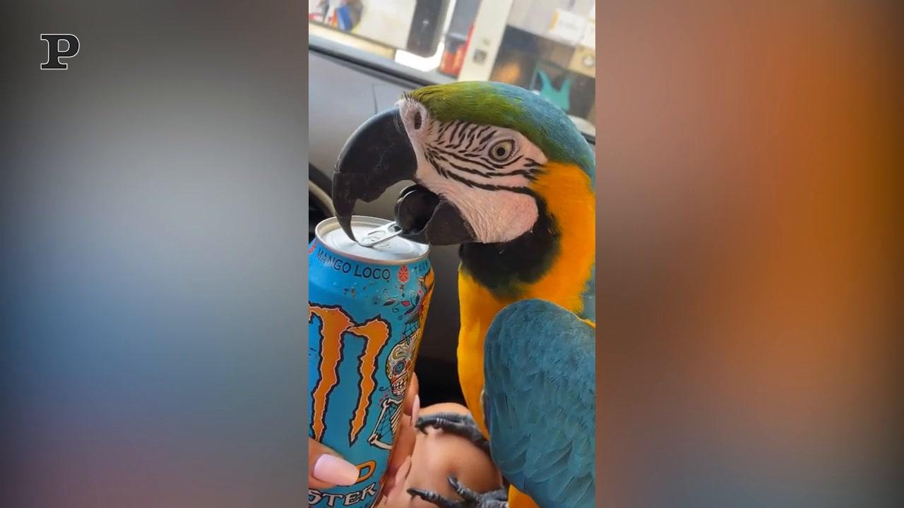 Il tenero abbraccio tra due elefanti | Video Il tenero abbraccio tra due elefanti | Video