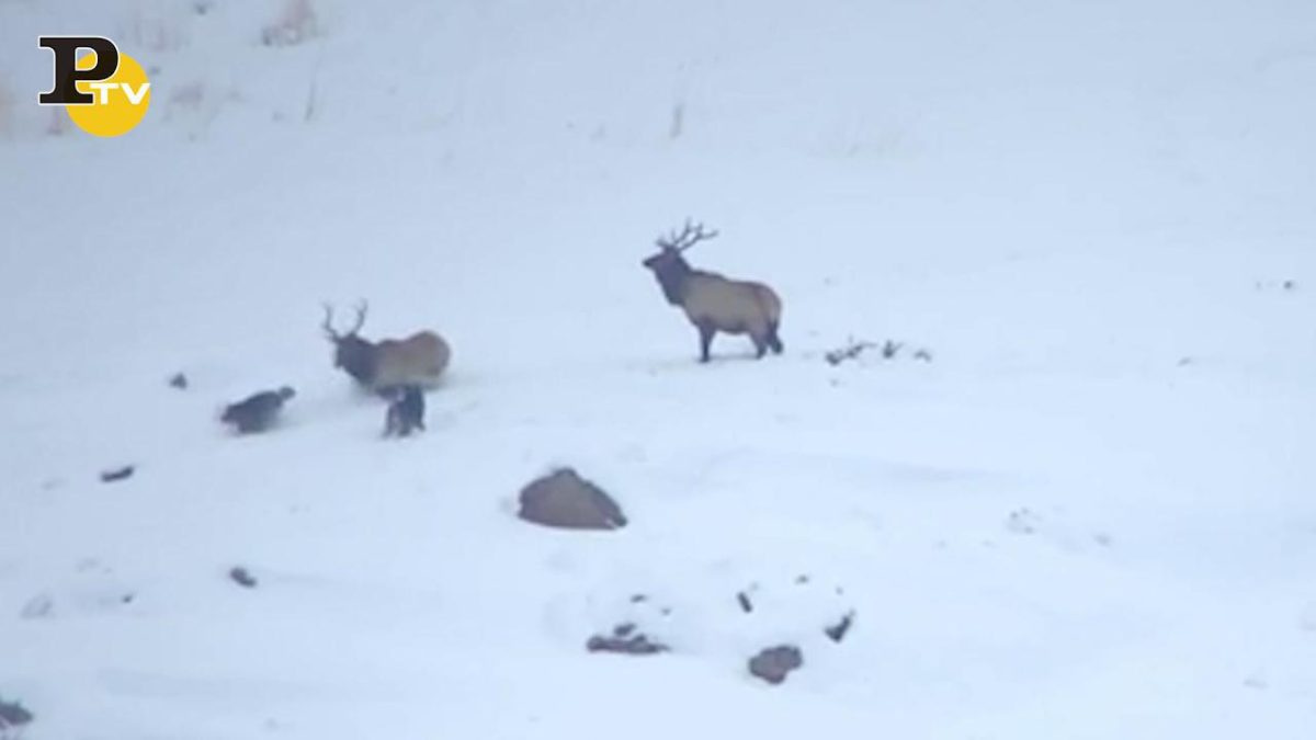 Galleria foto 'Roma, branco di lupi avvistato a Fregene | Video' - foto 2