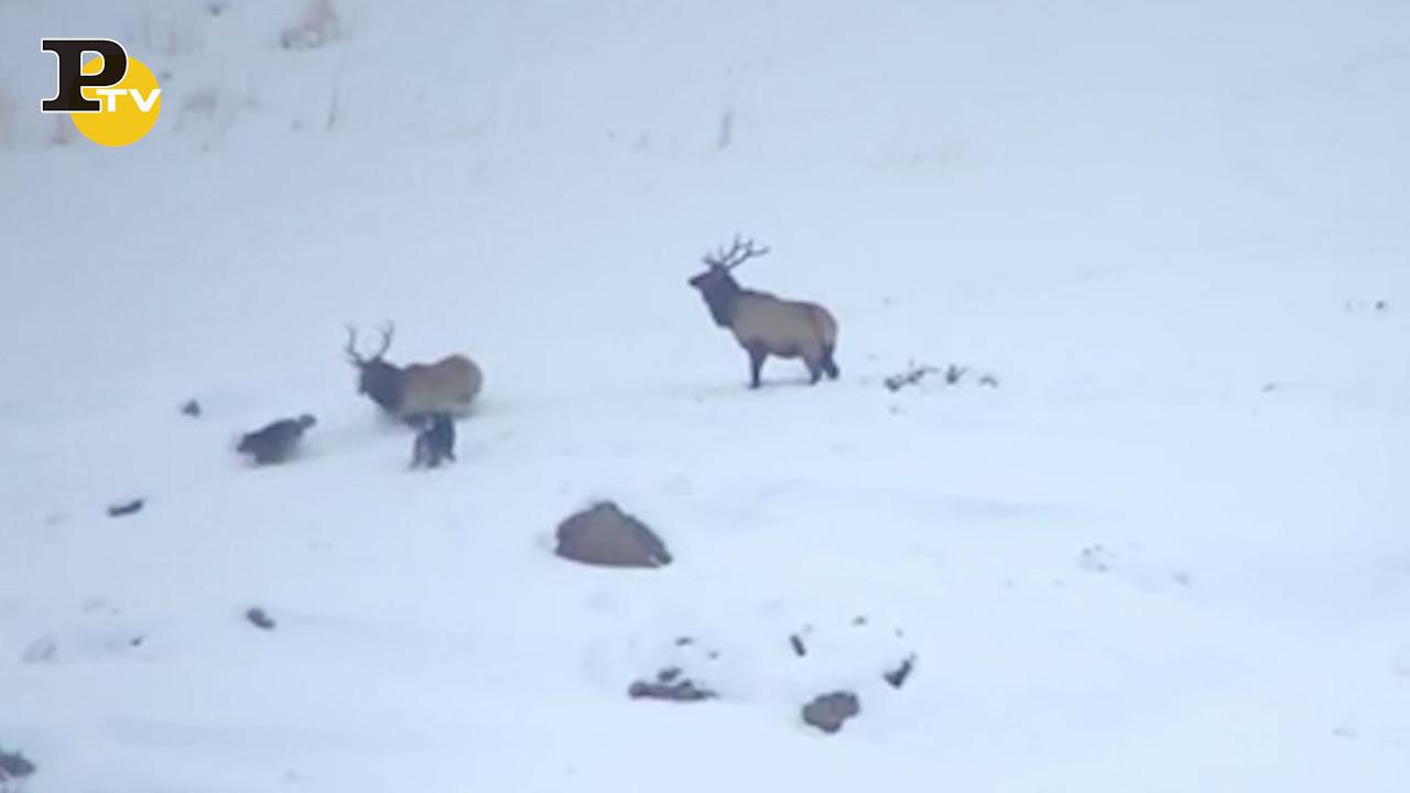 Roma, branco di lupi avvistato a Fregene | Video