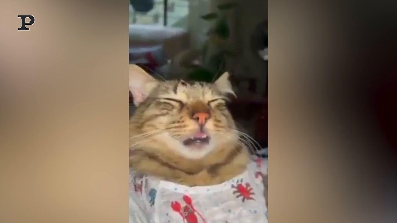 Gatto premuroso consola un bambino che piange | Video