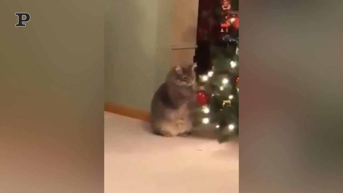 Galleria foto 'Gatto premuroso consola un bambino che piange | Video' - foto 4