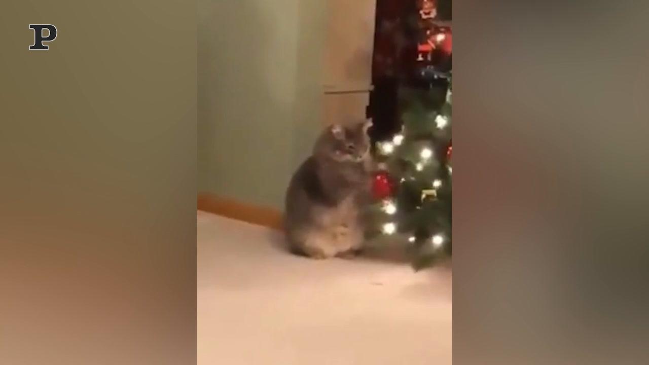 Gatto premuroso consola un bambino che piange | Video