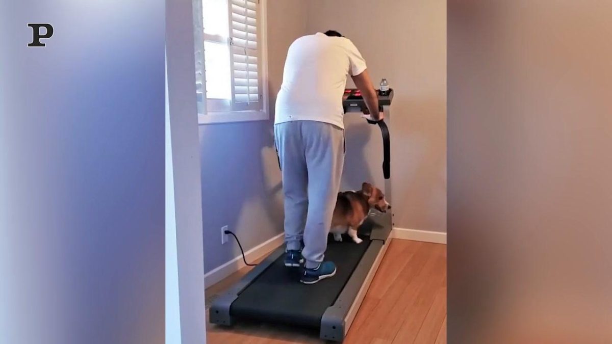 Galleria foto 'Un cane alle prese con lo Yoga | Video' - foto 2