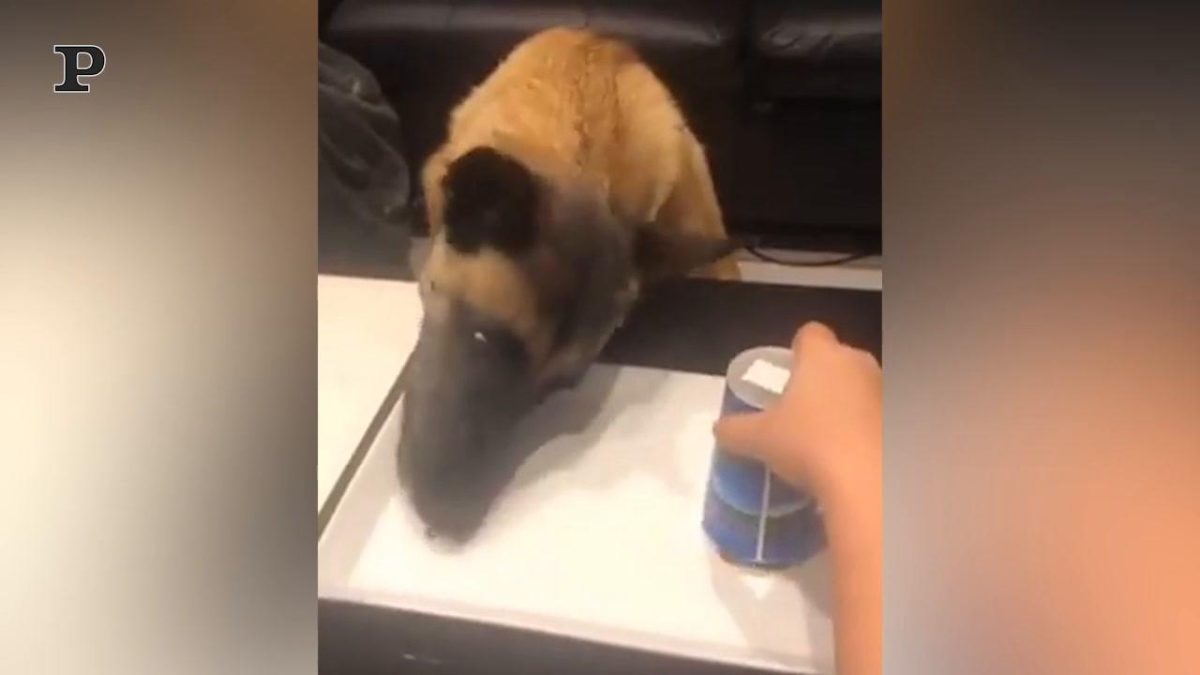 Galleria foto 'Un cane alle prese con lo Yoga | Video' - foto 4