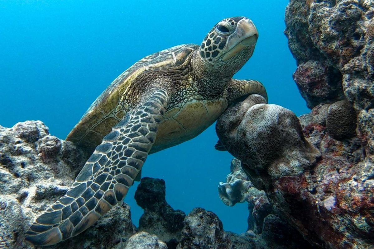 Galleria foto 'Torniamo a sognare. Le mete lontane da scoprire nel 2022' - foto 7