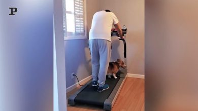Cane pigro impedisce al padrone di allenarsi sul tapis roulant | Video