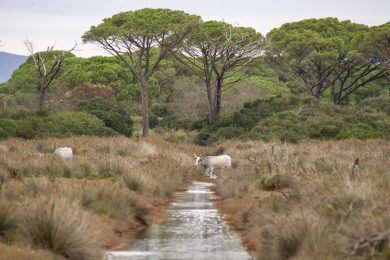La Tenuta di Alberese, il gioiello della Maremma