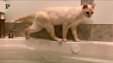 Gatto equilibrista cammina sul bordo della vasca da bagno | Video