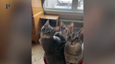 Gatti ballerini muovono la testa a tempo di musica | Video