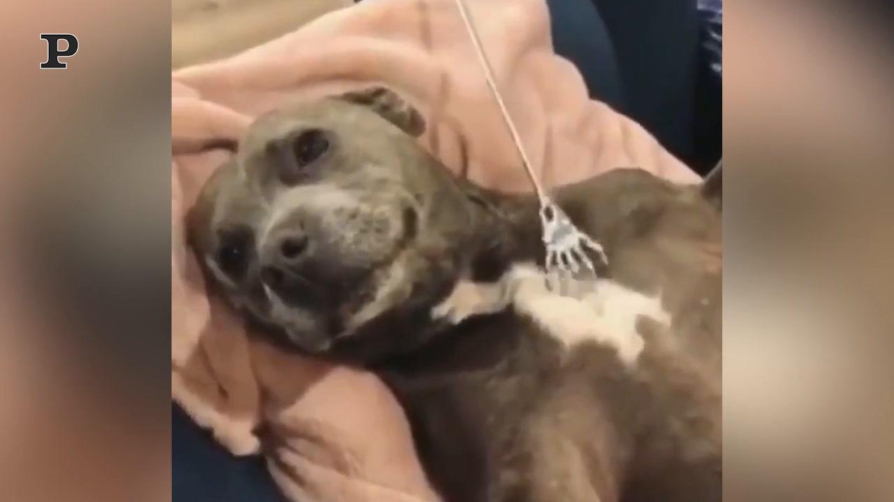 Cane romantico fa il bagno in una vasca piena di petali di rosa | Video