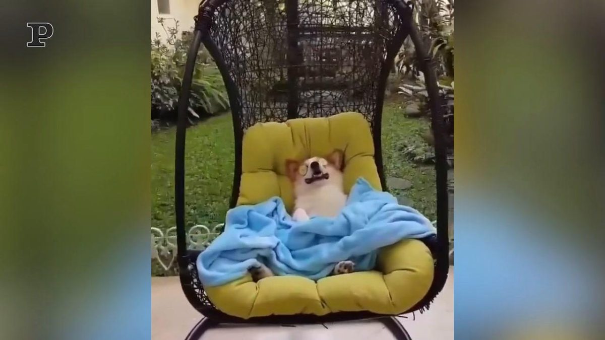 Galleria foto 'Cane romantico fa il bagno in una vasca piena di petali di rosa | Video' - foto 3