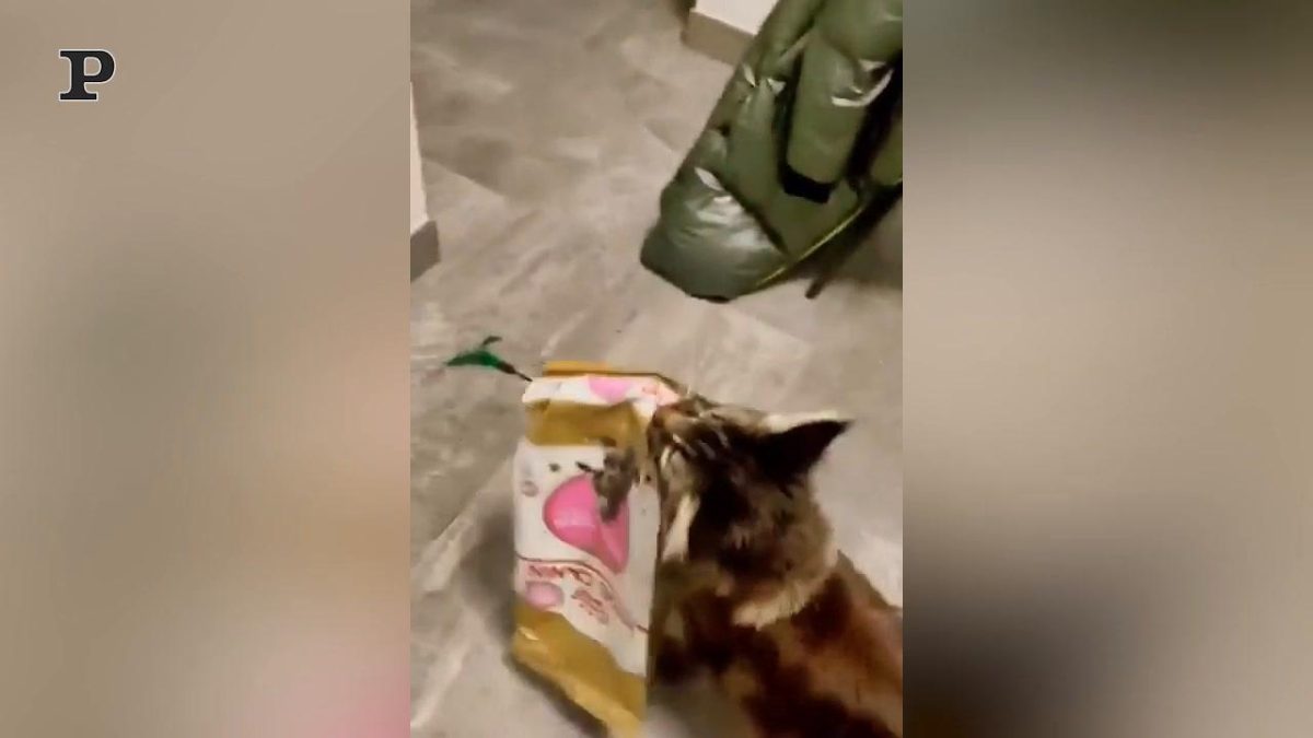 Galleria foto 'Gatto pianista suona come un vero maestro | Video' - foto 2
