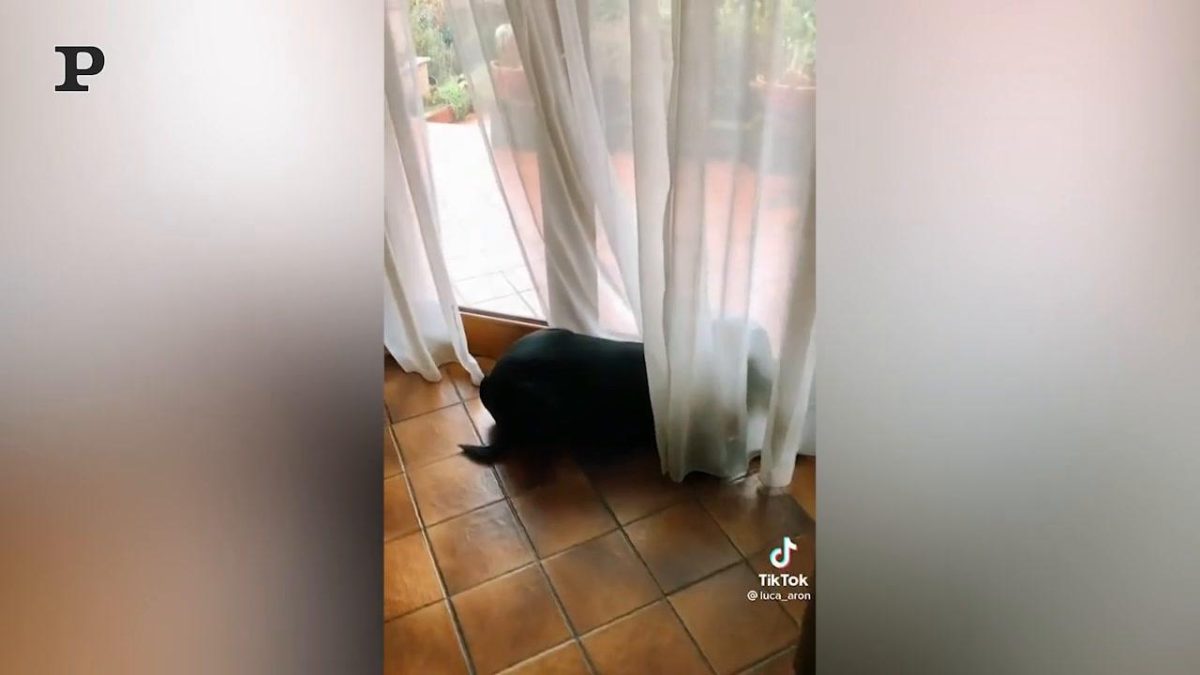 Galleria foto 'Cane si gode il massaggio come un re | Video' - foto 3