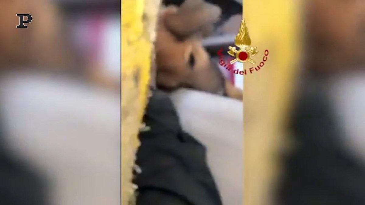 Galleria foto 'Torino, senegalesi assaltano una volante della polizia dopo la vittoria della Coppa d’Africa | Video' - foto 4