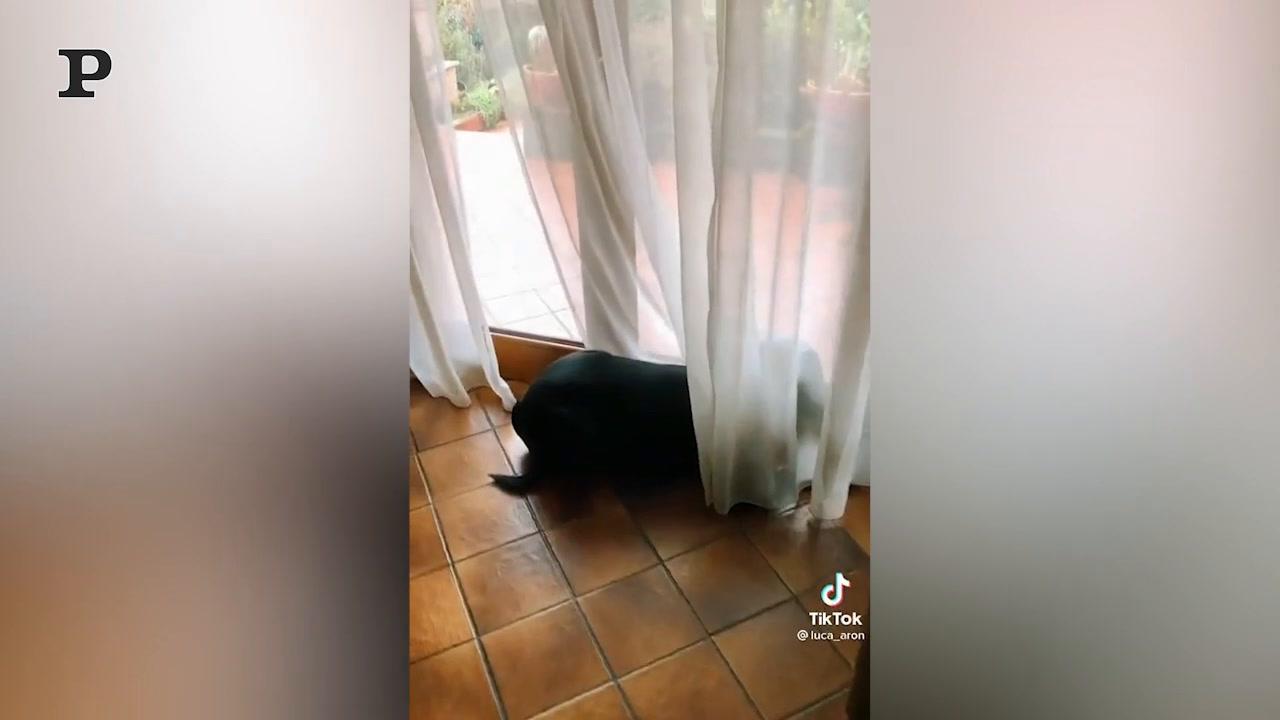 Cane si gode il suo momento di relax come alla Spa| Video