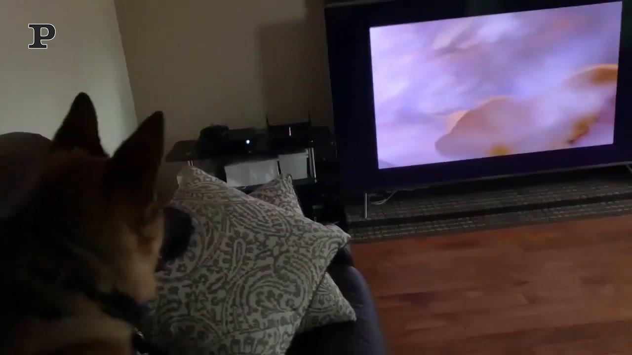 Cane si gode il suo momento di relax come alla Spa| Video