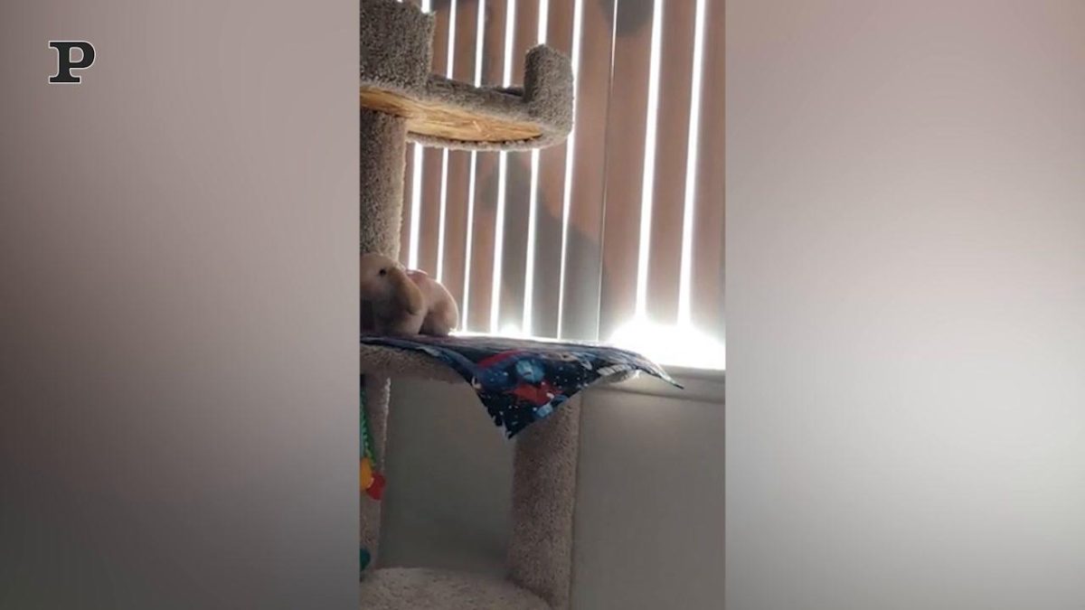 Galleria foto 'Gatto snowboader scivola a tutta velocità sulla neve | Video' - foto 3