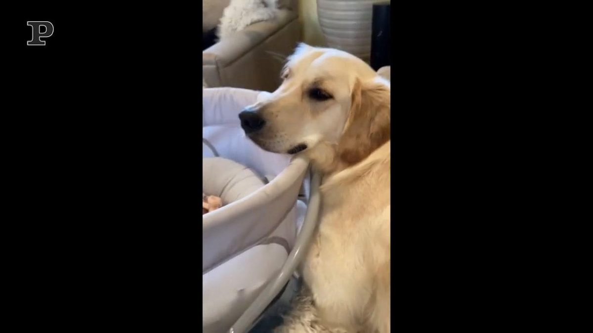 Galleria foto 'Golden Retriever si diverte a rotolarsi nella neve | Video' - foto 3