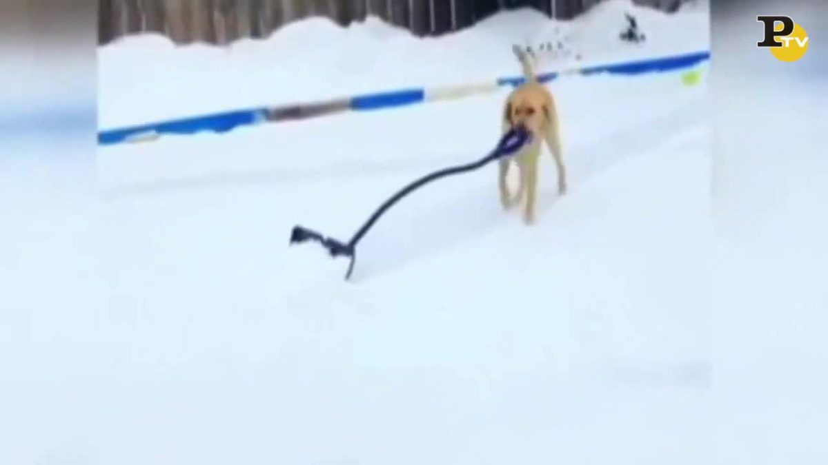 Galleria foto 'Golden Retriever si diverte a rotolarsi nella neve | Video' - foto 4