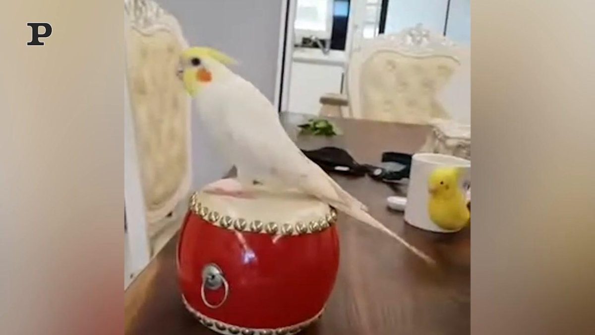 Galleria foto 'Pappagallo ballerino si scatena al ritmo di musica | Video' - foto 4