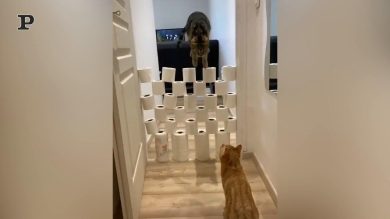 ​Gatto improvvisa un percorso ad ostacoli | Video