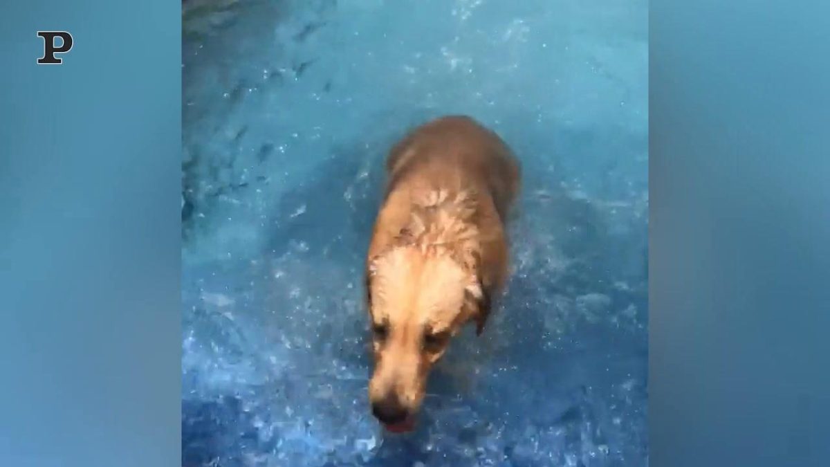 Galleria foto 'Un cane si diverte a fare stretching | Video​​' - foto 3