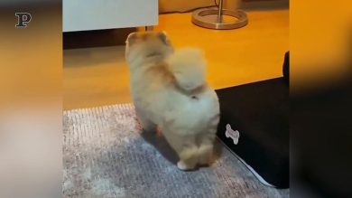 Un cane si diverte a fare stretching | Video​​