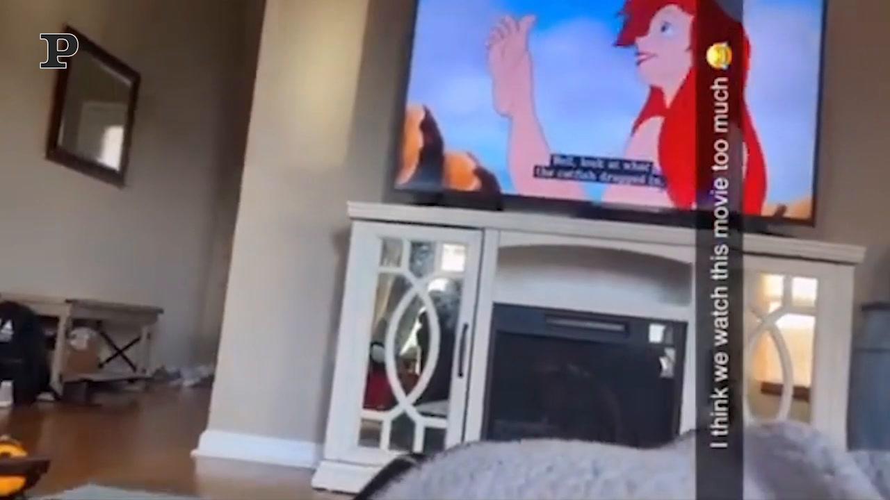 Bambino premuroso legge una favola della buonanotte al suo gatto | Video