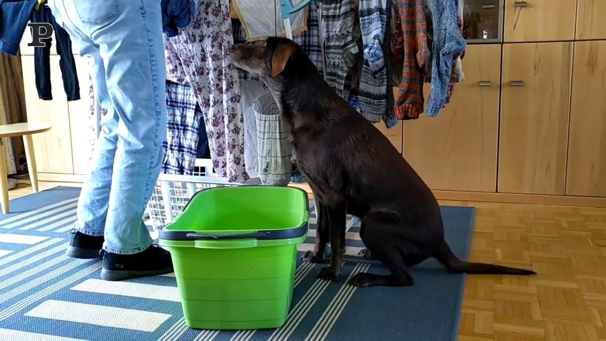 Galleria foto 'Cane goloso assaggia per la prima volta la panna | Video' - foto 3