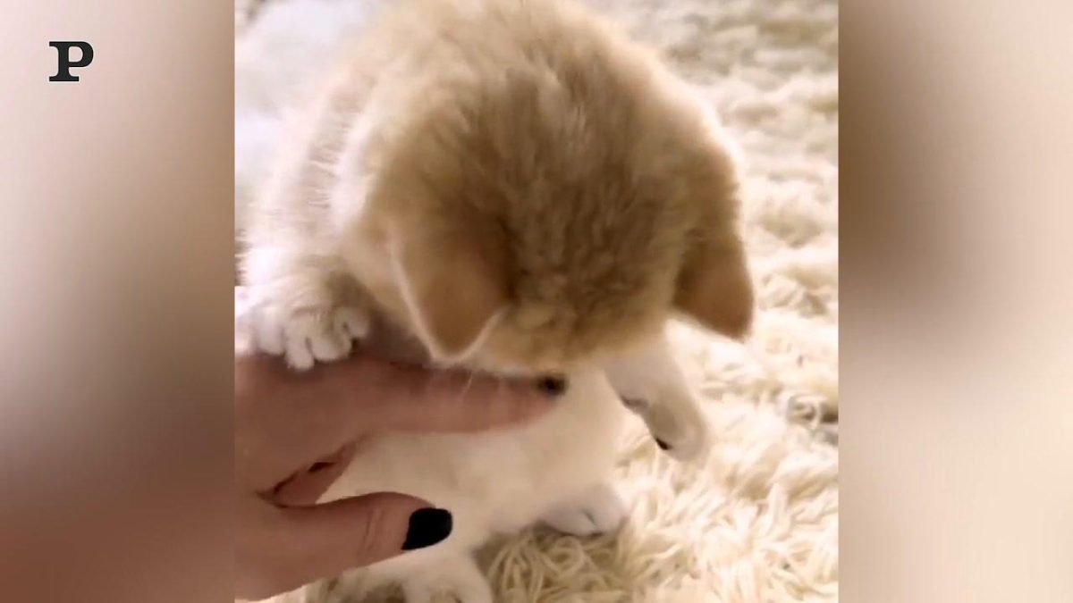 Galleria foto 'Gatto sportivo si tiene in forma con il tapis roulant | Video' - foto 2