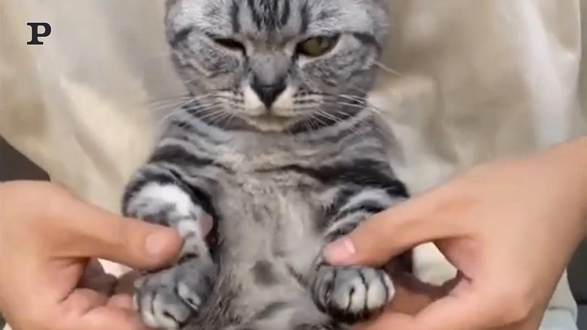 Galleria foto 'Gatto sportivo si tiene in forma con il tapis roulant | Video' - foto 3