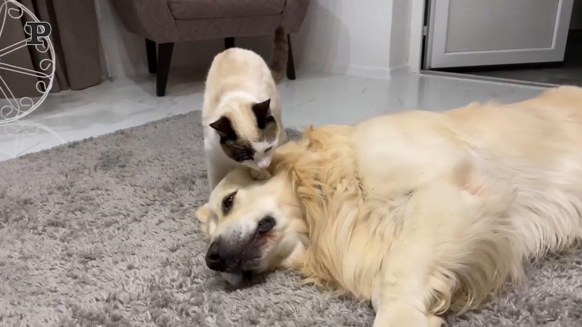 Galleria foto 'Gatto sportivo si tiene in forma con il tapis roulant | Video' - foto 4