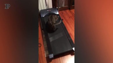 Gatto sportivo si tiene in forma con il tapis roulant | Video