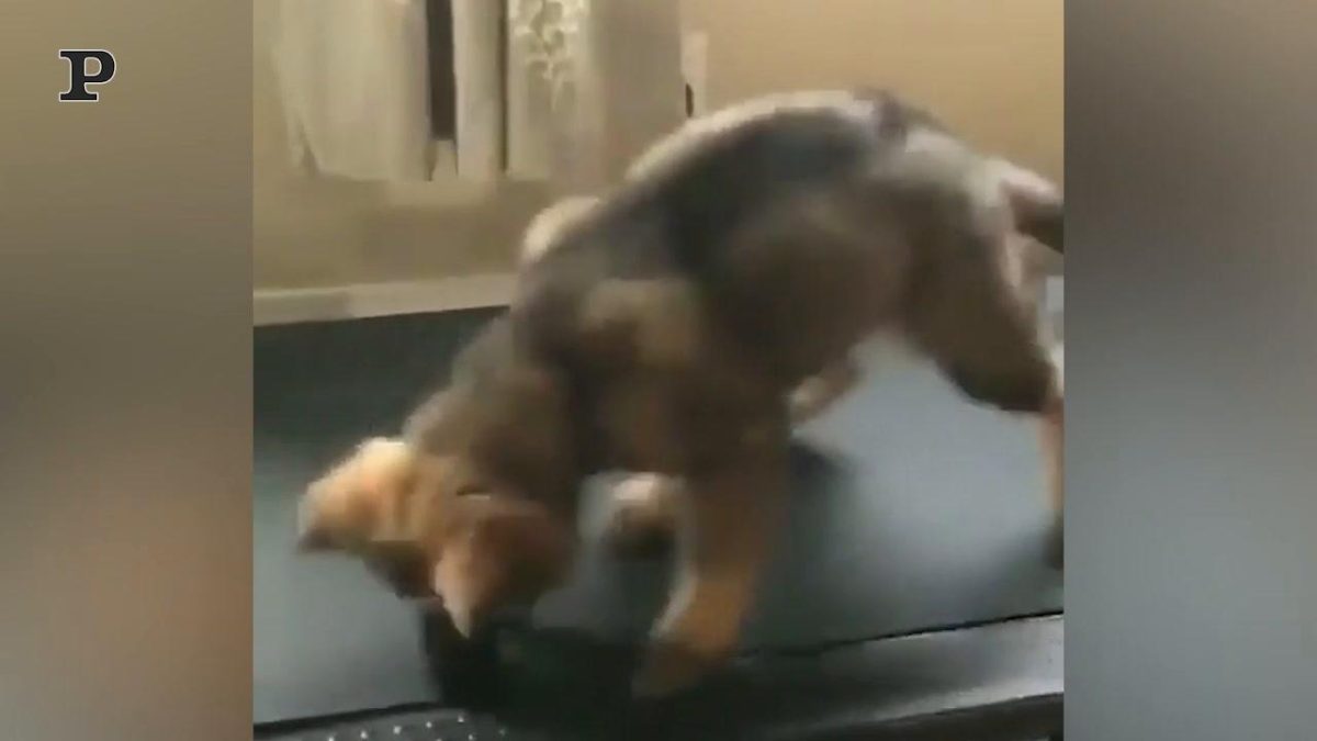 Galleria foto 'Cane volenteroso aiuta la padrona a stendere il bucato | Video' - foto 2