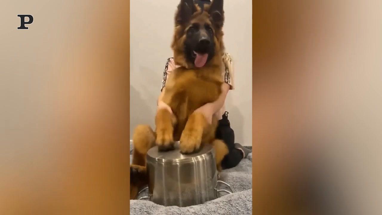 Cane volenteroso aiuta la padrona a stendere il bucato | Video