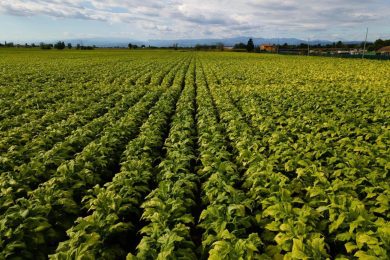 Caro energia, da Philip Morris Italia un bonus ai coltivatori diretti