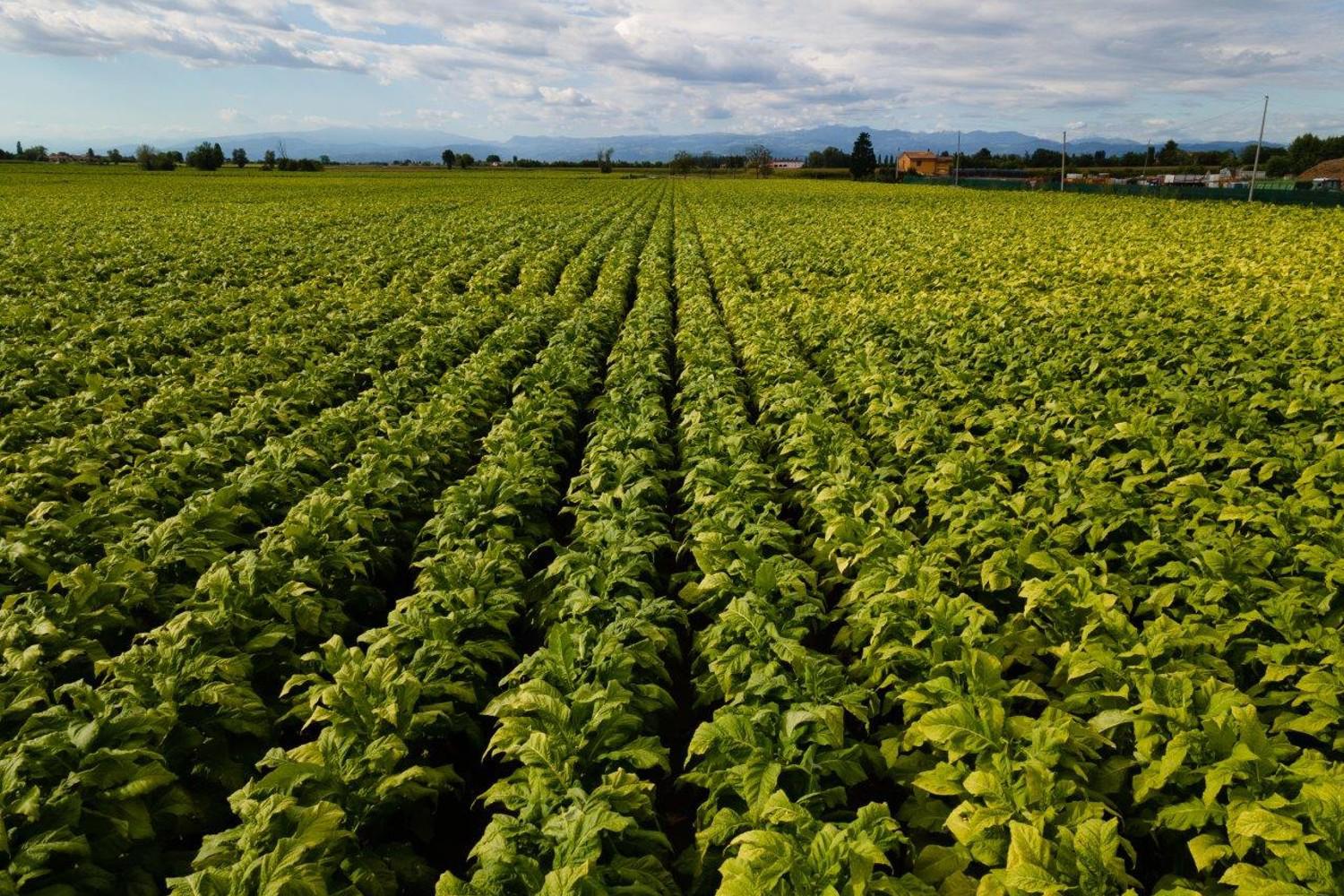 Caro energia, da Philip Morris Italia un bonus ai coltivatori diretti