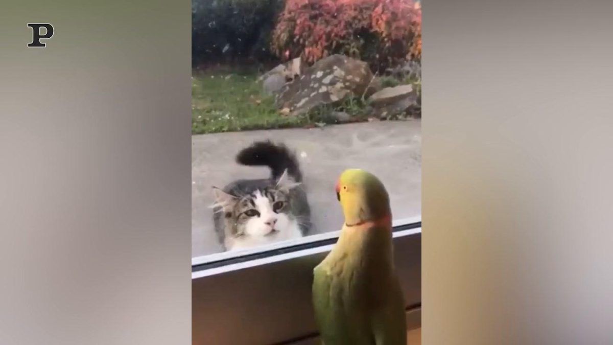 Galleria foto 'Gatto ballerino muove le zampe a ritmo di musica | Video' - foto 3