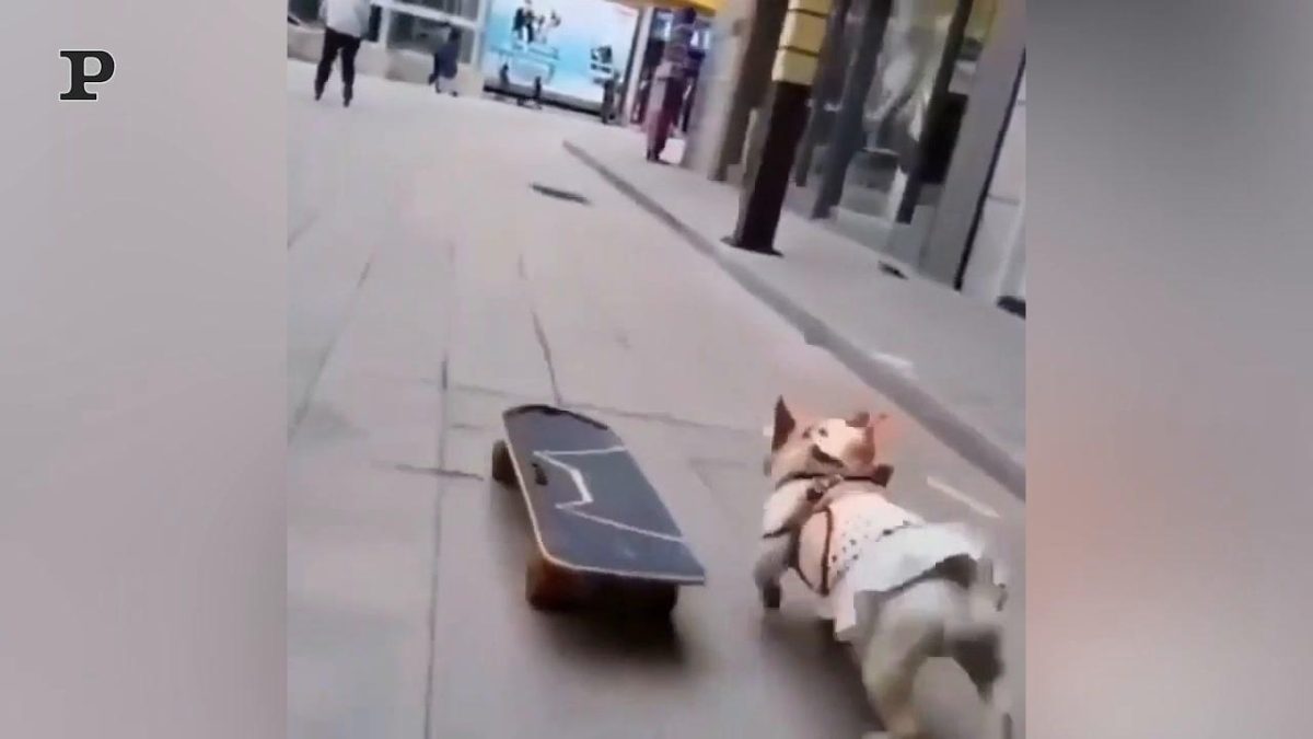 Galleria foto 'Cane percussionista suona una pentola come se fosse un tamburo | Video' - foto 3