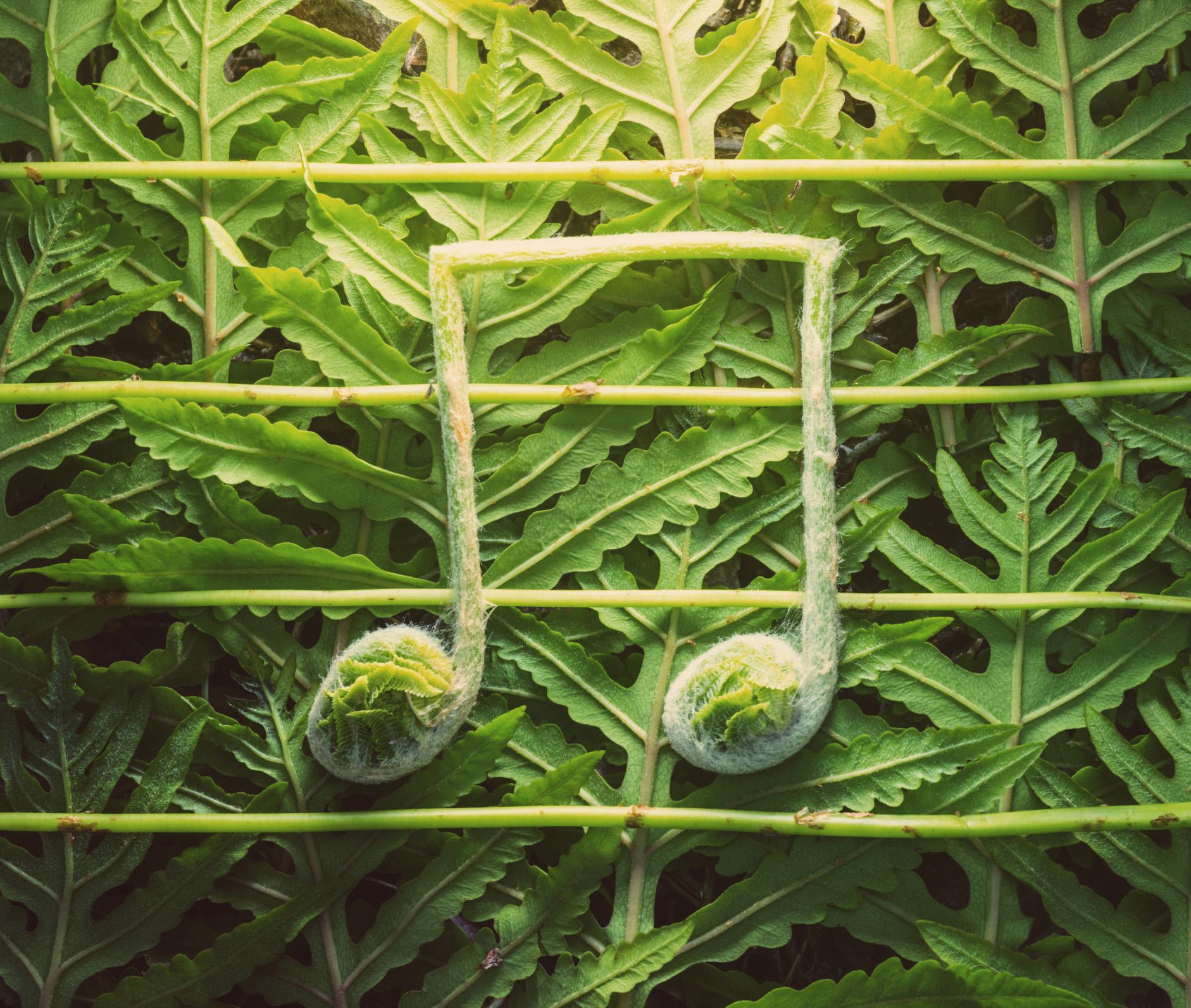 Il «Do» di Mozart fa crescere le piante