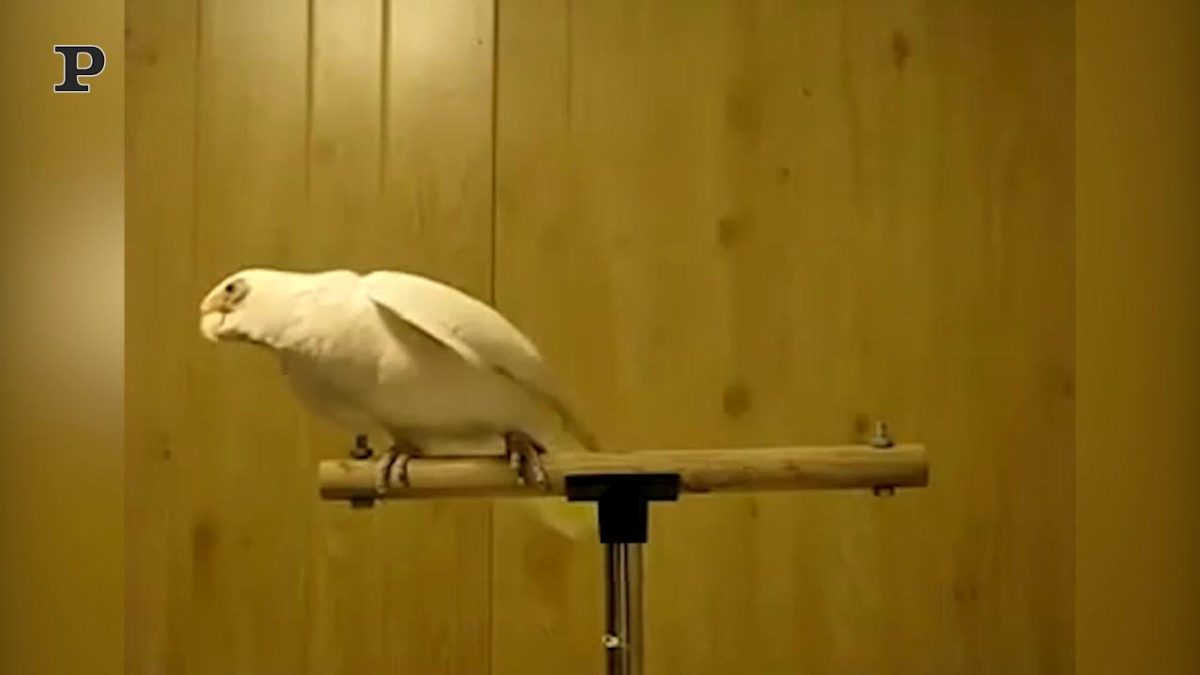 Galleria foto 'Pappagallo gioca a cucù con il gatto | Video' - foto 3