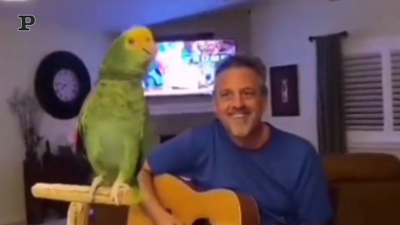 Pappagallo gioca a cucù con il gatto | Video Pappagallo gioca a cucù con il gatto | Video