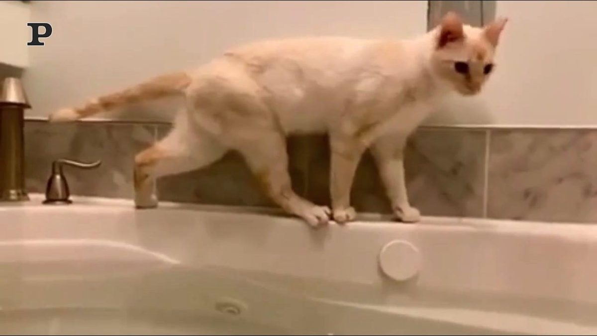 Galleria foto 'Gatto goloso ruba un pacco di patatine | Video' - foto 3